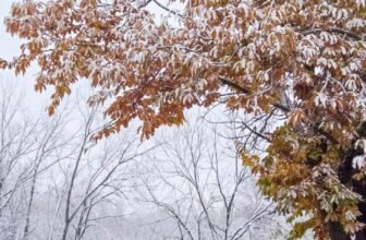 The Little Issues Publication #496 – Life, laughter, and many nice meals!