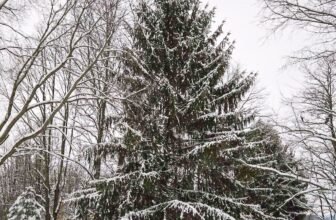 The Little Issues Publication #500 – Life, laughter, and plenty of nice meals!